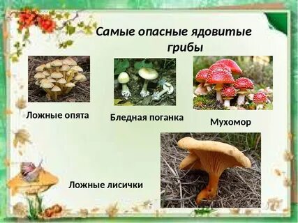 Не ядовитые грибы