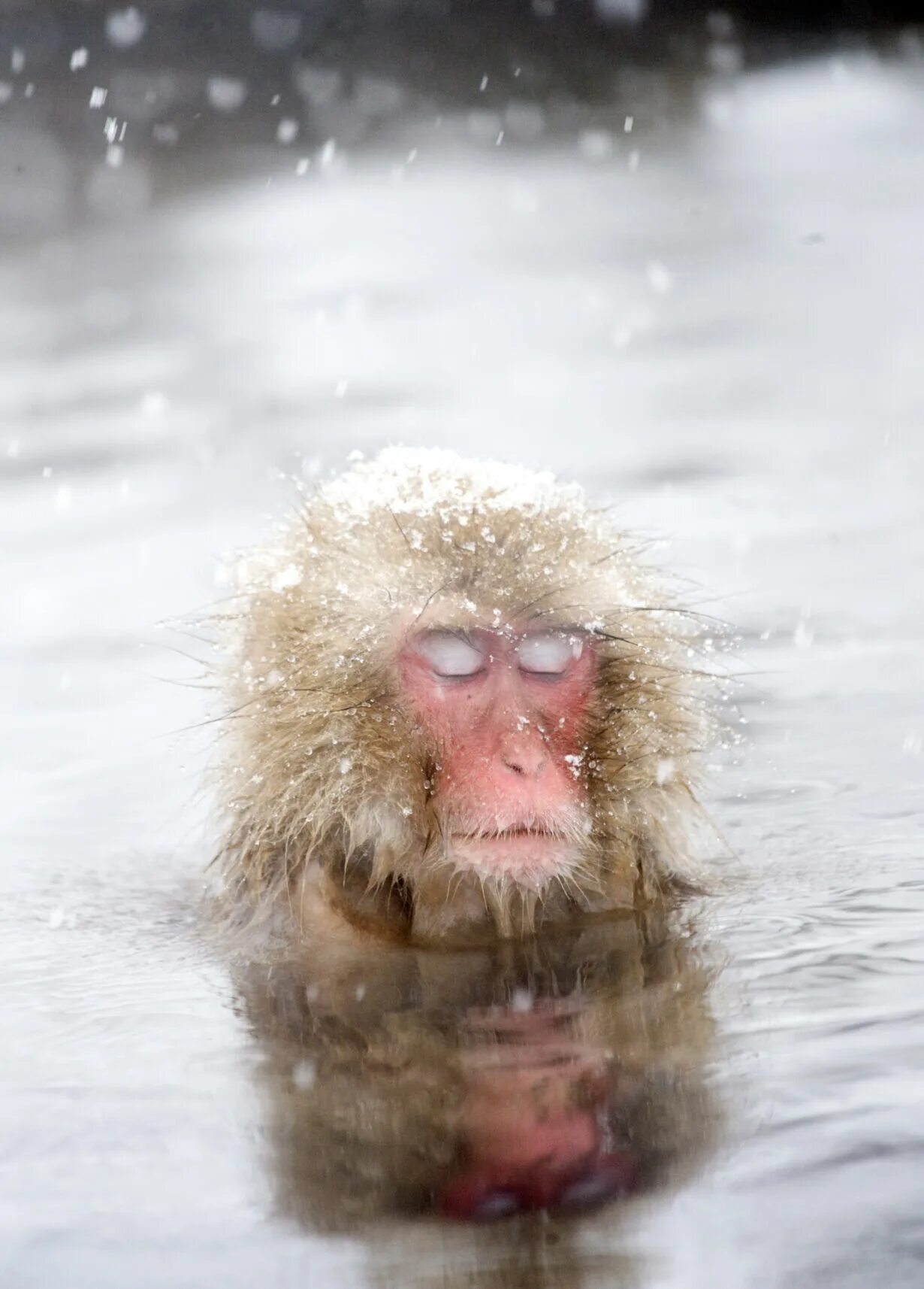 Японские макаки. Японские макаки в горячих источниках зимой. Японский макак в горячем источнике. Обезьянки в горячем источнике. Группа обезьяны в теплой воде слушать