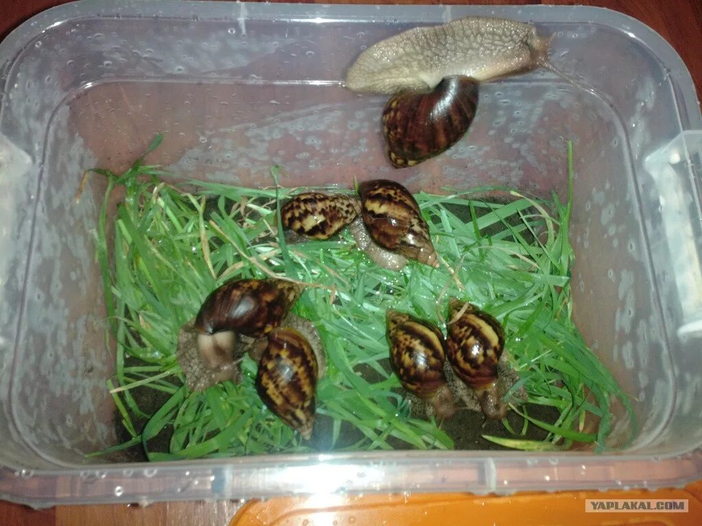 Домик для улитки. Террариум для улитки ахатины. улитка ахатина террариум. домик для улиток ахатинов. улитка ахатина контейнер для улитки.
