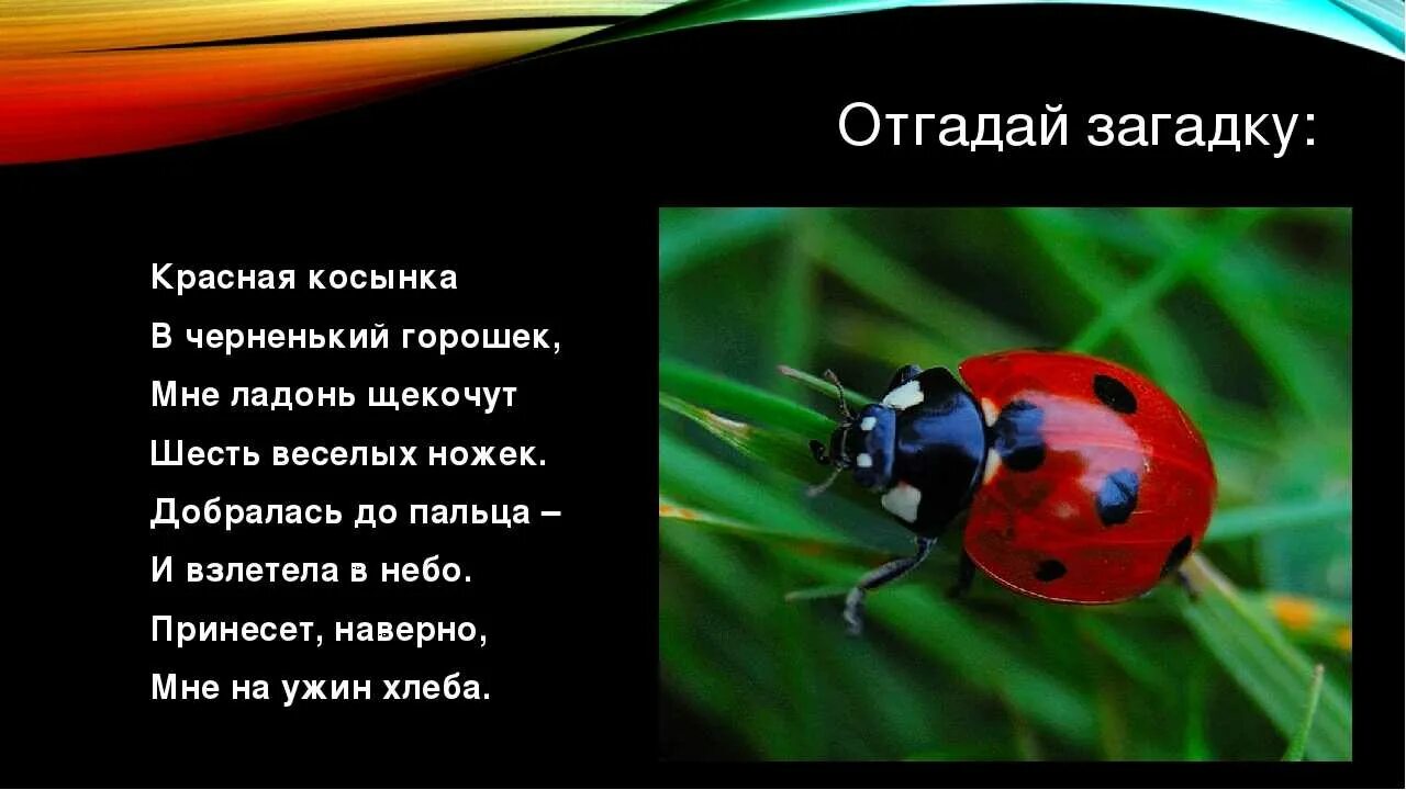 Божья коровка краткое описание. Божья коровка красная книга 2 класс. Божья коровка красная книга 2 класс. Проект про божью коровку. Божья коровка информация для детей.