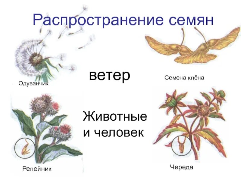 Размножение семян ветром. Строение плодов репейника череды и клёна. Как распространяются плоды и семена клена. Клен строение плодов и способ распространения. Способ распространения семян клена.