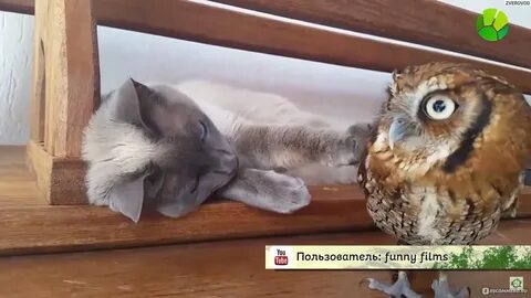 Видео сову бабка