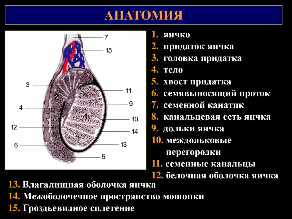 Функции оболочек яйца. Семенной канатик строение анатомия строение. Придаток яичка анатомия строение. Семенной канатик анатомия строение. Топография и анатомия яичка и придатка.