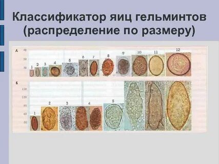 Размеры яиц глистов
