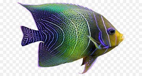 Real fish