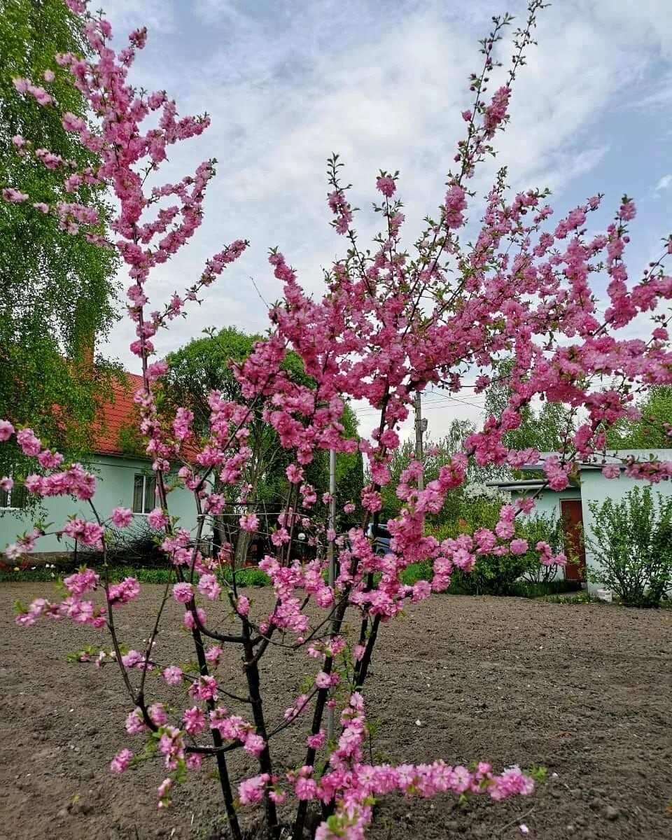 Сакура в подмосковье. Сакура Тайхаку. Вишня Тайхаку. Сакура Канзан. Сакура кустарник.