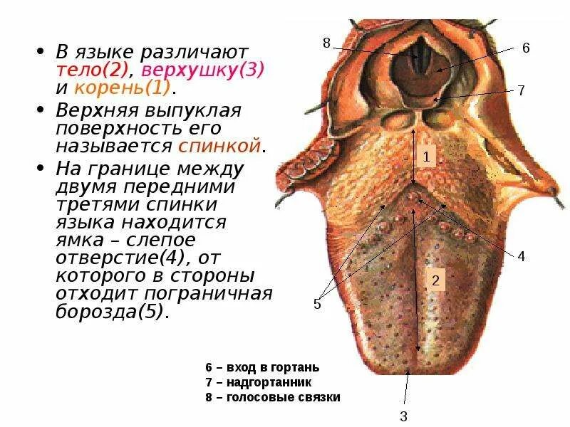 Язык верхушка тело корень.