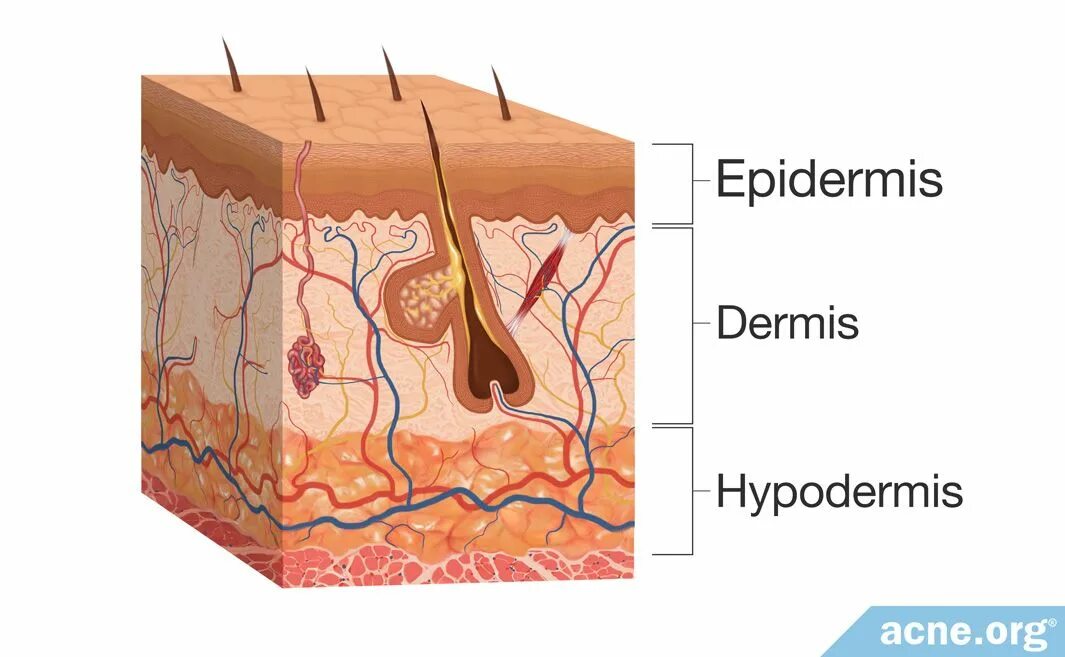 Эпидермис эпидермис дерма. 2.1.1 Эпидермис (epidermis). Эпидермис структура слоев кожи. Строение эпидермиса. Some type of skin