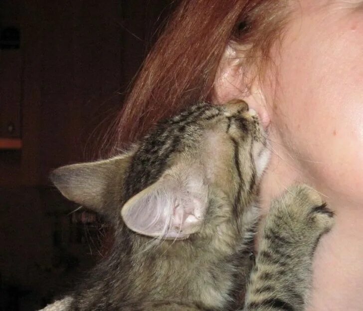 Почему кошка облизывает человека. Облизывание ушей. Кошка вылизывается. Кусает ухо. Коты кусаются.