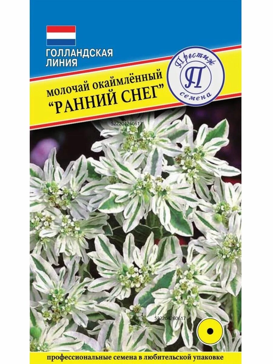 Молочай окаймленный семена. Молочай окаймленный снежная вершина. Молочай окаймленный многолетний. Невеста молочай цветок. Цветы молочай окаймленный.