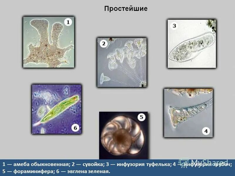 Амеба обыкновенная и инфузория туфелька. Амеба эвглена инфузория. Амеба инфузория туфелька эвглена зеленая. Инфузория туфелька амеба и эвглена. Амёба обыкновенная эвглена зелёная инфузория туфелька.