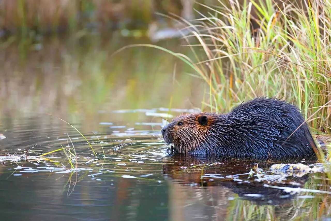 Канадский Бобр (Castor canadensis). Речной Бобр. Речной Бобр Западносибирский подвид. Воронежский заповедник Речной Бобр.