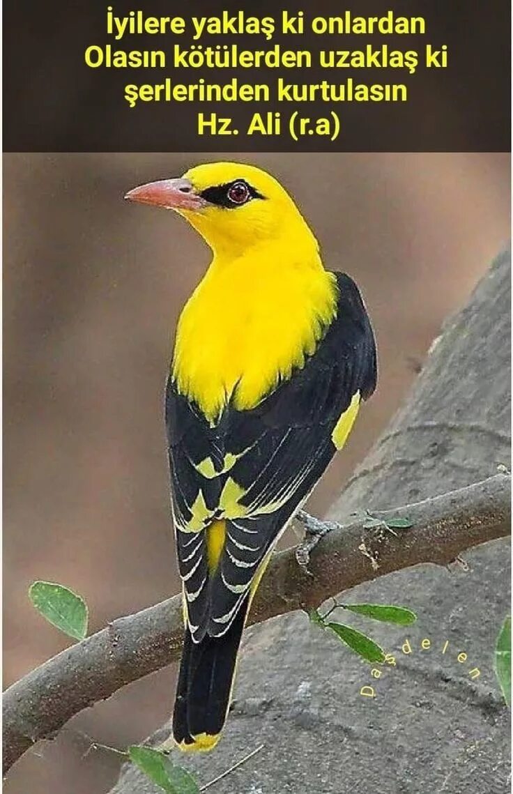 Птица yellow rumped warbler. Иволга щегол. Птица с желто черным хвостом. Африканская золотистая иволга. Scott's oriole.