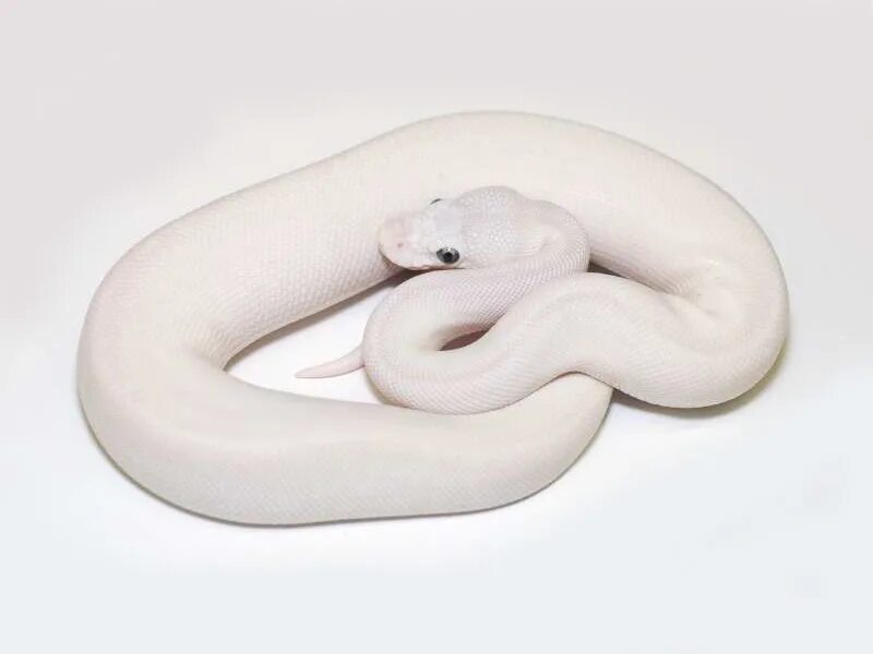 Banana mojave enchi pastel ball python. Королевский питон морфы bamboo mojave. Королевский питон ghi mojave pastel. Королевский питон баттер лессер. Super lesser.