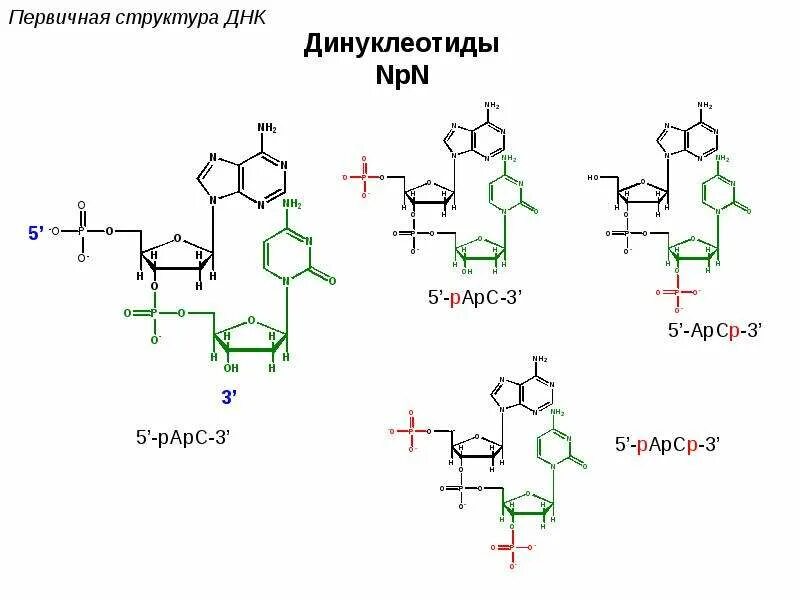 Динуклеотид формула. Строение динуклеотида ДНК. Строение полинуклеотида. Биополимеры рнк