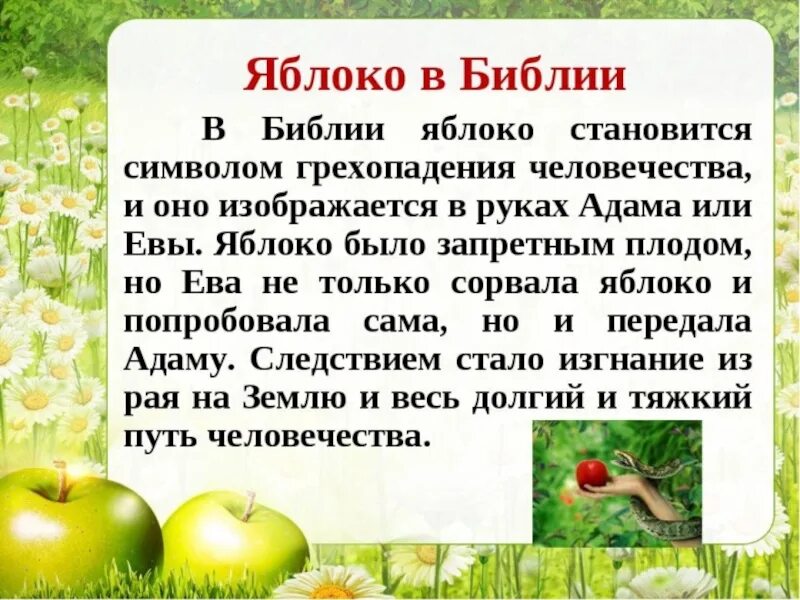Почему любят яблоки