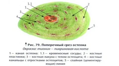 Поперечный срез костной ткани