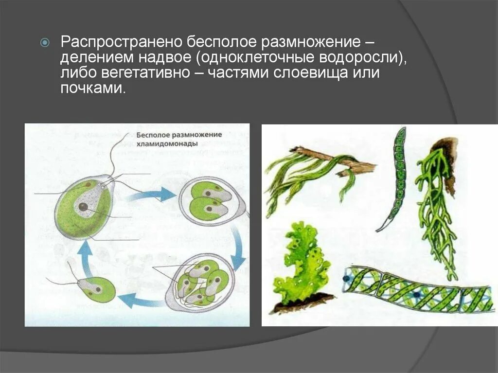 Какие водоросли размножаются. Вегетативное размножение водорослей схема. Размножение водорослей 5 класс биология. Бесполое размножение водорослей. Одноклеточные водоросли размножаются.