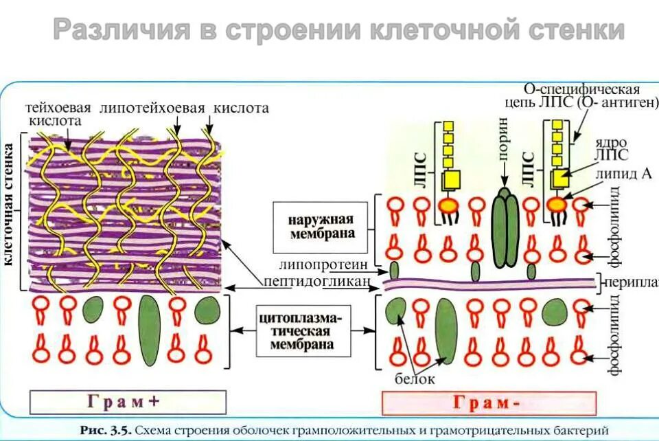 Строение клеточной стенки грам и грам- бактерий. Структура клеточной стенки грамположительных бактерий. Состав клеточной стенки бактериальной клетки. Структура клеточной стенки бактерий. Клеточная стенка и мембрана бактерий