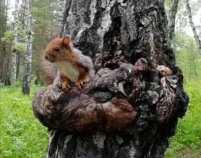 Беличьи тропы