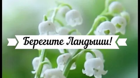 Я подарю вам ландыши песня