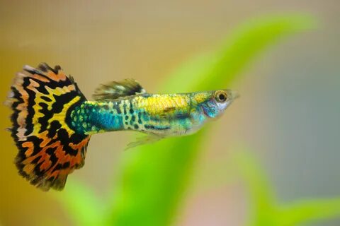 Guppy, le poisson d'aquarium de l'eau douce 