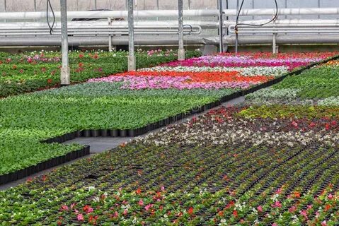 Holland plants