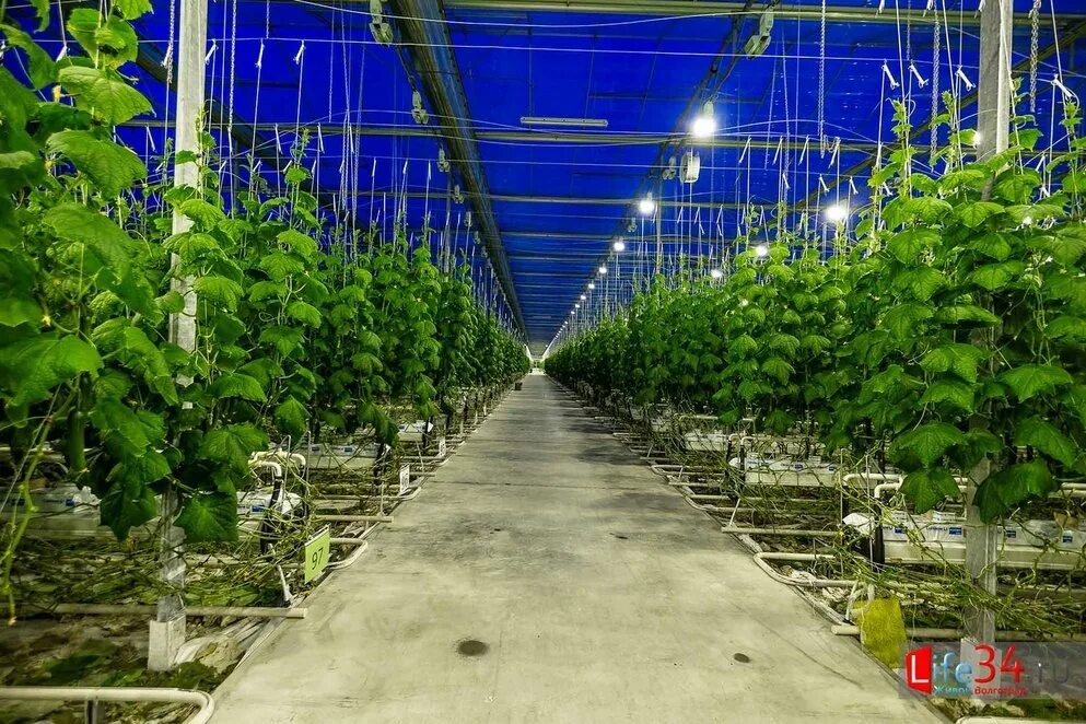 овощевод тольятти. сх оао "овощевод". теплицы в людиново агроинвест. иванисово агрокомплекс электросталь. овощевод ботаника волжский.