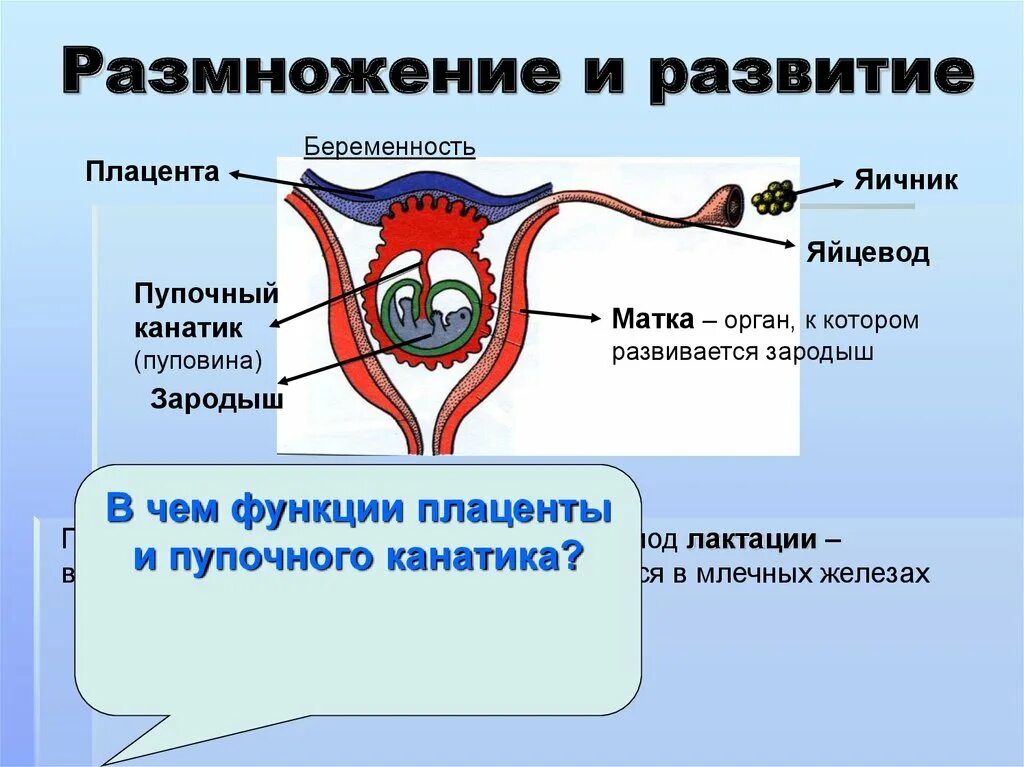 Яичники и плацента