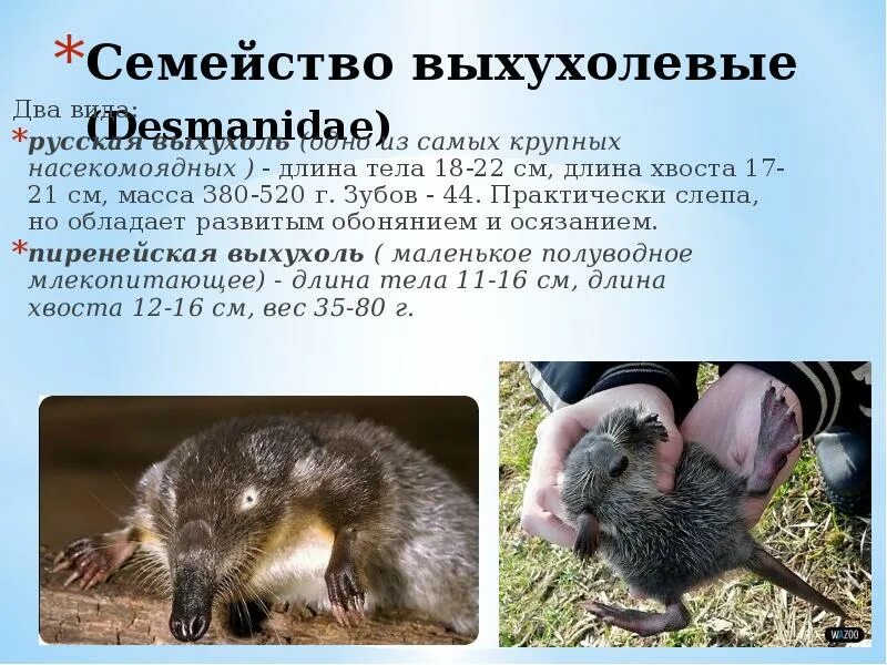 Численность насекомоядных