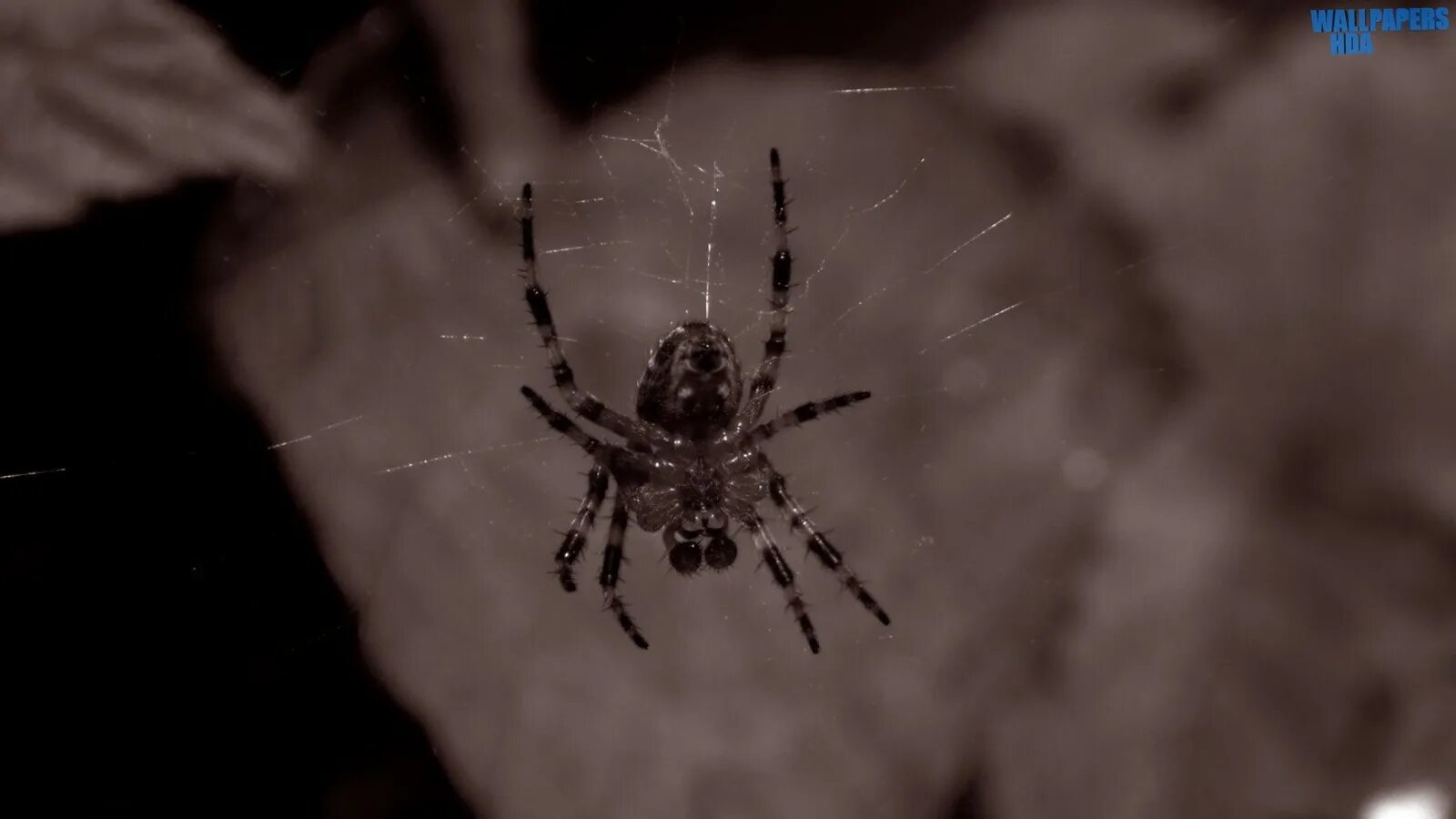 альтер эго человека паука. паук браун шведа. паук 2 оригинальный. лого человека паука эндрю гарфилд. человек паук 2004 доктор осьминог.