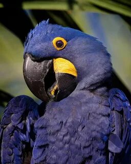I ve parrot