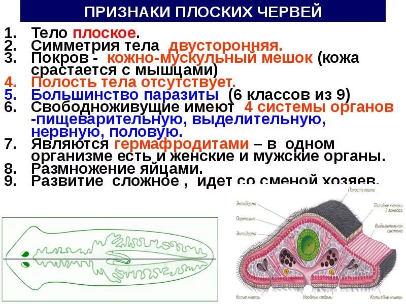 Кожно-мускульный мешок у плоских червей. Тип плоские черви кожно-мускульный мешок. Мускульного мешка у плоских червей. Кожно-мускульный мешок у ресничных червей.