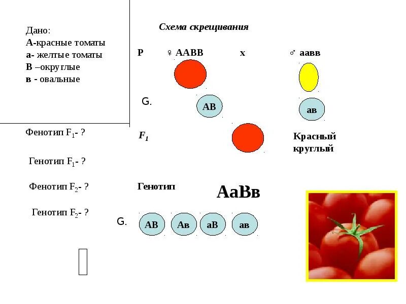 Задачи по генетике на законы менделя. Генотипические схемы скрещивания. Грегор Мендель решение задач. 3 Закон Менделя анализирующее скрещивание. Схема скрещивания f1 и f2.