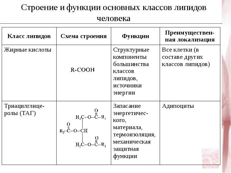 Основные классы липидов и их функции. Общее строение липидов. Липиды строение и функции. Строение функции состав фосфолипидов.