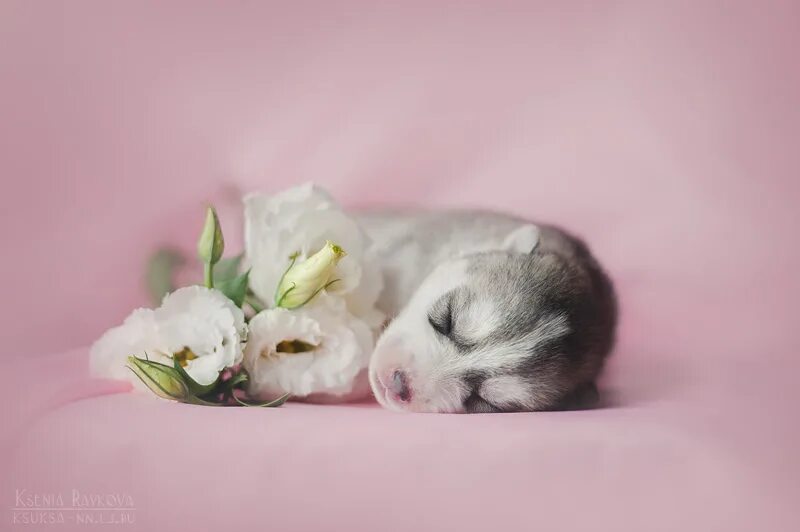 Щенки играются. Милый щенок. Спокойной ночи картинки с собаками. Собака спит на кровати. Уставший волк.