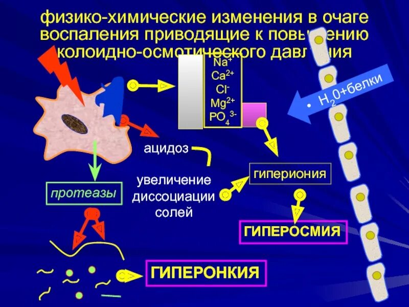 Химические изменения клеток. Физико-химические изменения в очаге воспаления. Ацидоз в очаге воспаления. Физико-химические нарушения в очаге воспаления. Физико-химические сдвиги в очаге воспаления.