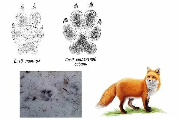 Слушать след лисицы. Следы лисы.