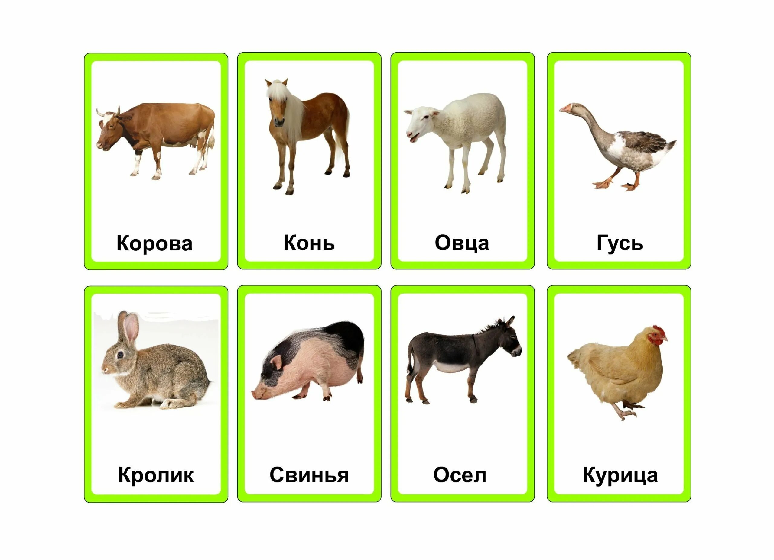 Как называется изучаем животных