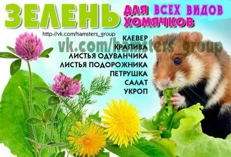 Можно ли хомякам листья одуванчика
