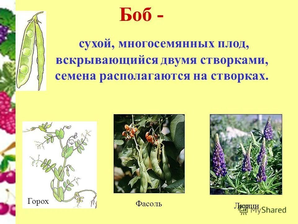 Презентация на тему бобовые. Сухие многосемянные вскрывающиеся плоды. Плод вскрывается двумя створками. Сухие многосемянные вскрывающиеся плоды. Боб вскрывающийся плод.