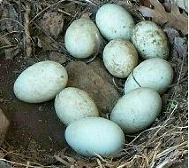 Утка с яйцом. Яйца гуся. Яйцо утки. Яйца куриные гусиные утиные. Как выглядит утиное яйцо.