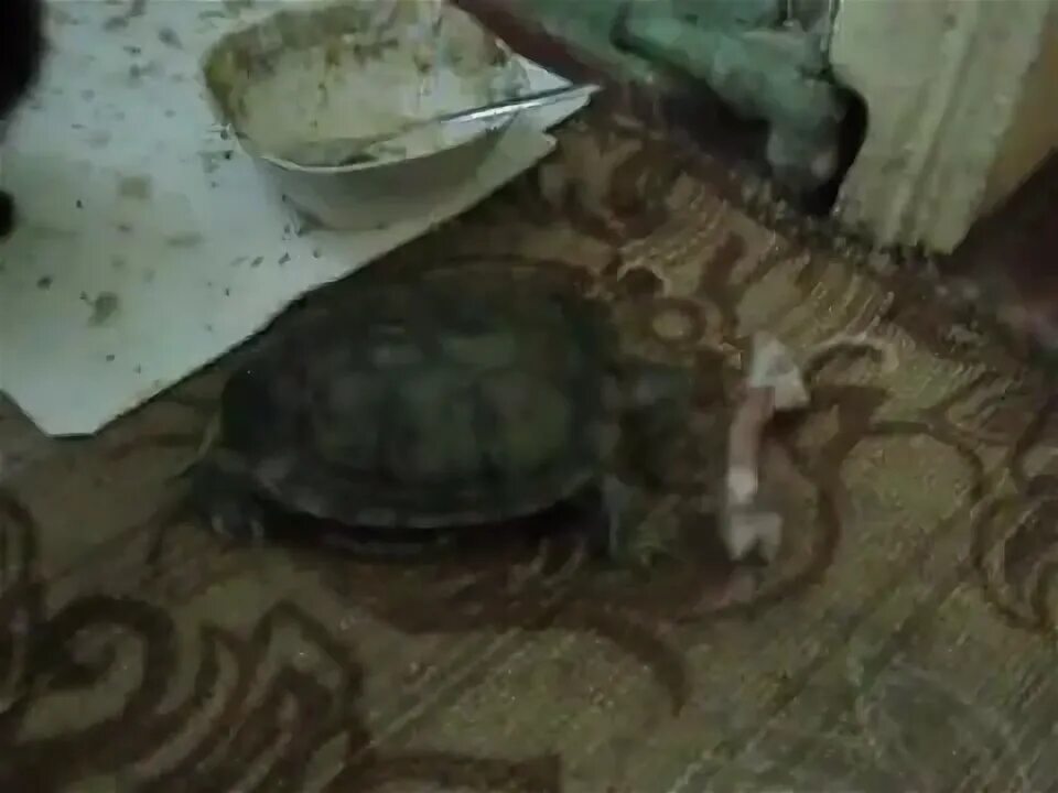 Битва черепах. Черепахи дерутся. Черепахи дерутся. Панцирь красноухой черепахи. Битва черепах.