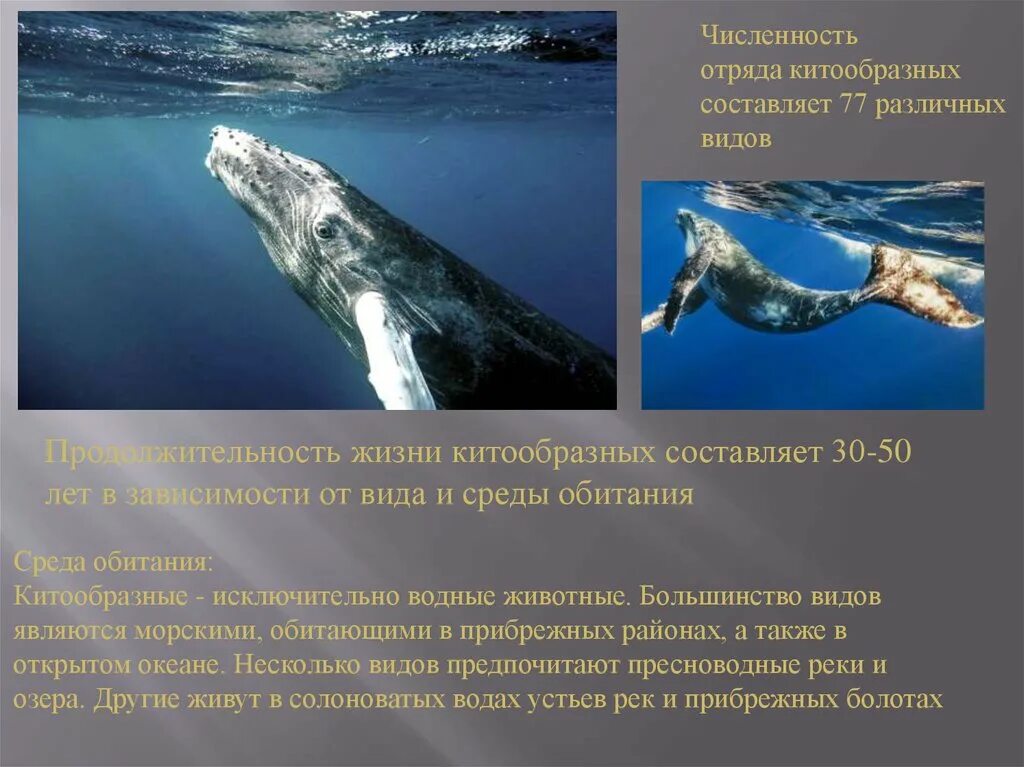 Китообразные значение в природе и жизни человека. Отряды млекопитающих китообразные. численность китообразных. особенности отряда китообразные. особенности отряда китообразные млекопитающие.