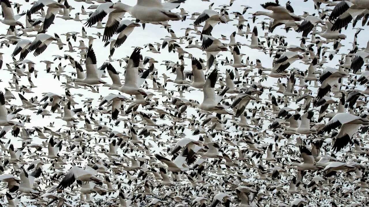 Стая птиц. Миграция птиц. Много птиц. Стая основа. Много гусей.
