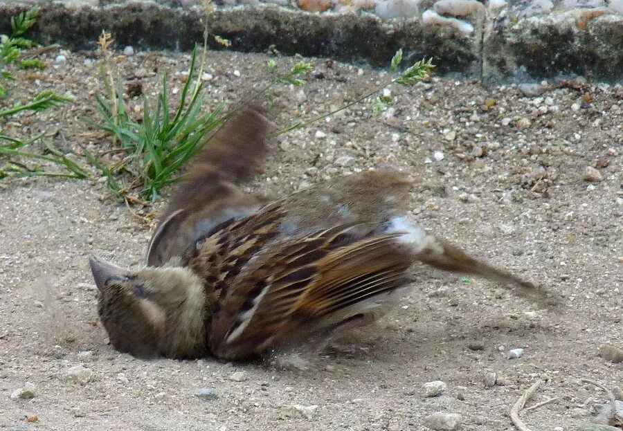 воровью купаются в пыли. воробьи купаются в пыли – к дождю. воробей купается в песке. воробей в песке. воробьи купаются в пыли.