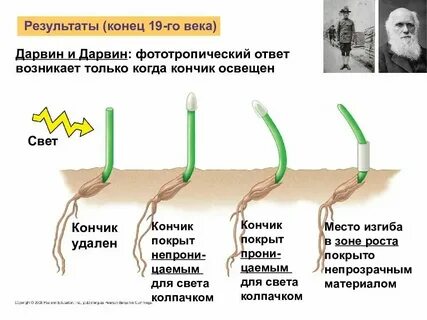 Экспериментатор решил изучить влияние температуры