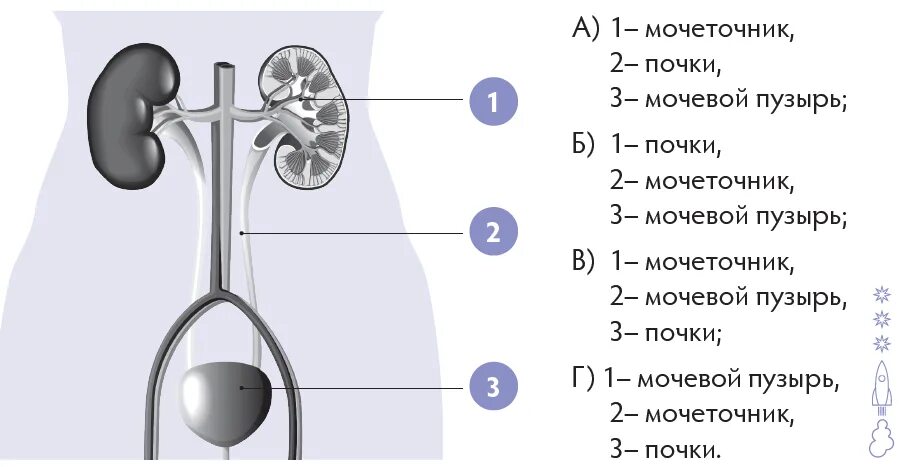 Система органов 8 класс тест. Схема мочевыделительной системы человека. Органы мочевыделительной системы схема. Строение выделительной системы человека схема. Анатомия мочевыделительной системы строение почки.