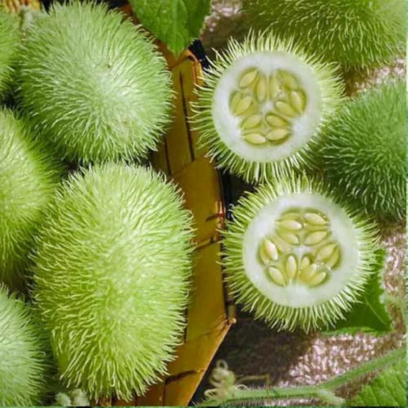 Еж огурец. Огурец вьющийся пушистик. cucumis dipsaceus. cucumis humifructus. мохнатый огурец.