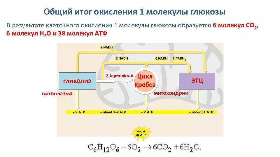 Молекулярный кислород образуется в результате